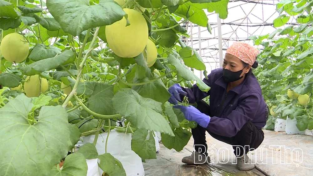 Kỳ 1: “Nông dân 4.0” làm giàu trên quê hương