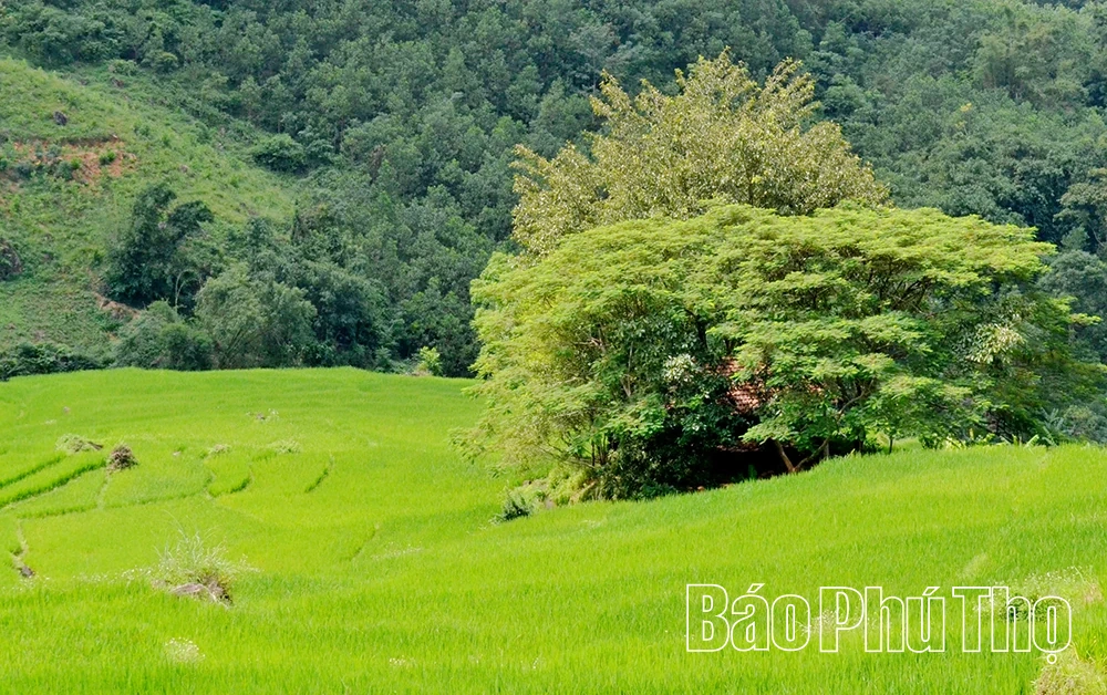 Mê mẩn ruộng bậc thang vùng cao Mường Vang