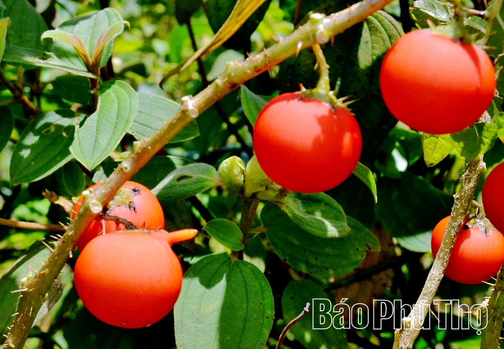 Mê mẩn ruộng bậc thang vùng cao Mường Vang