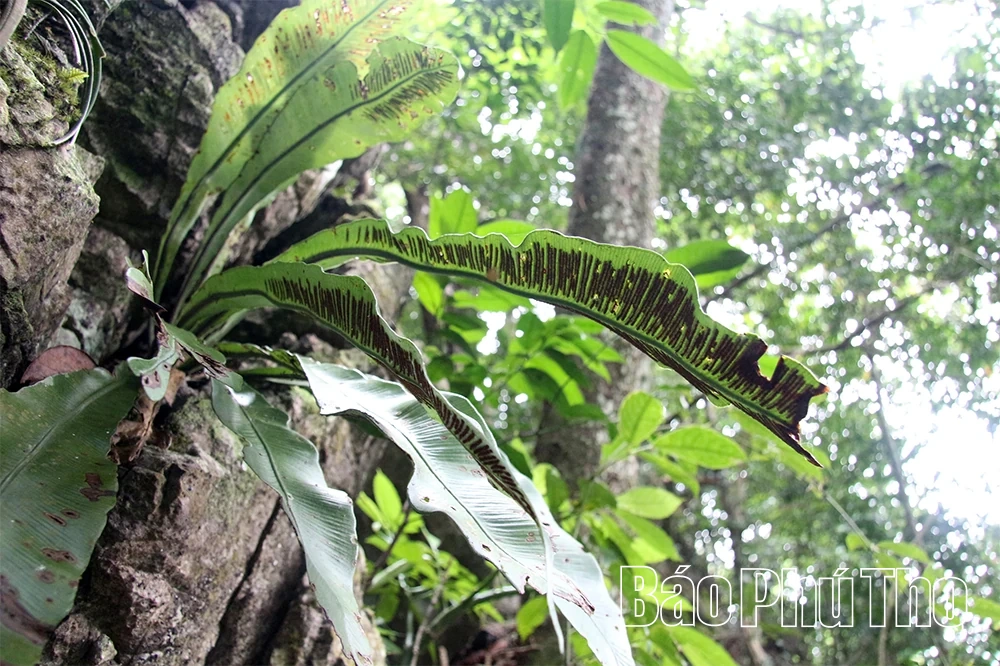 Giữ sắc lan rừng ở Khu bảo tồn thiên nhiên Ngọc Sơn - Ngổ Luông