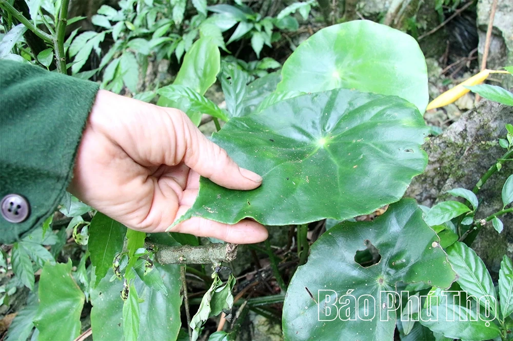 Giữ sắc lan rừng ở Khu bảo tồn thiên nhiên Ngọc Sơn - Ngổ Luông