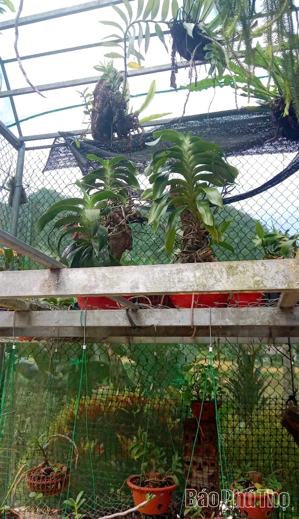 Giữ sắc lan rừng ở Khu bảo tồn thiên nhiên Ngọc Sơn - Ngổ Luông