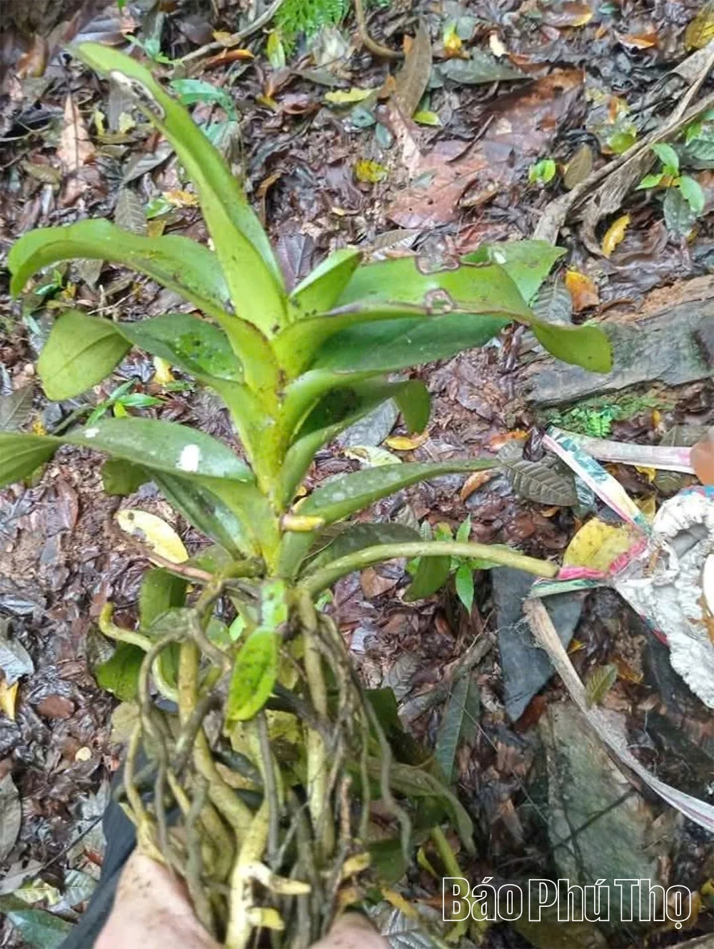 Giữ sắc lan rừng ở Khu bảo tồn thiên nhiên Ngọc Sơn - Ngổ Luông