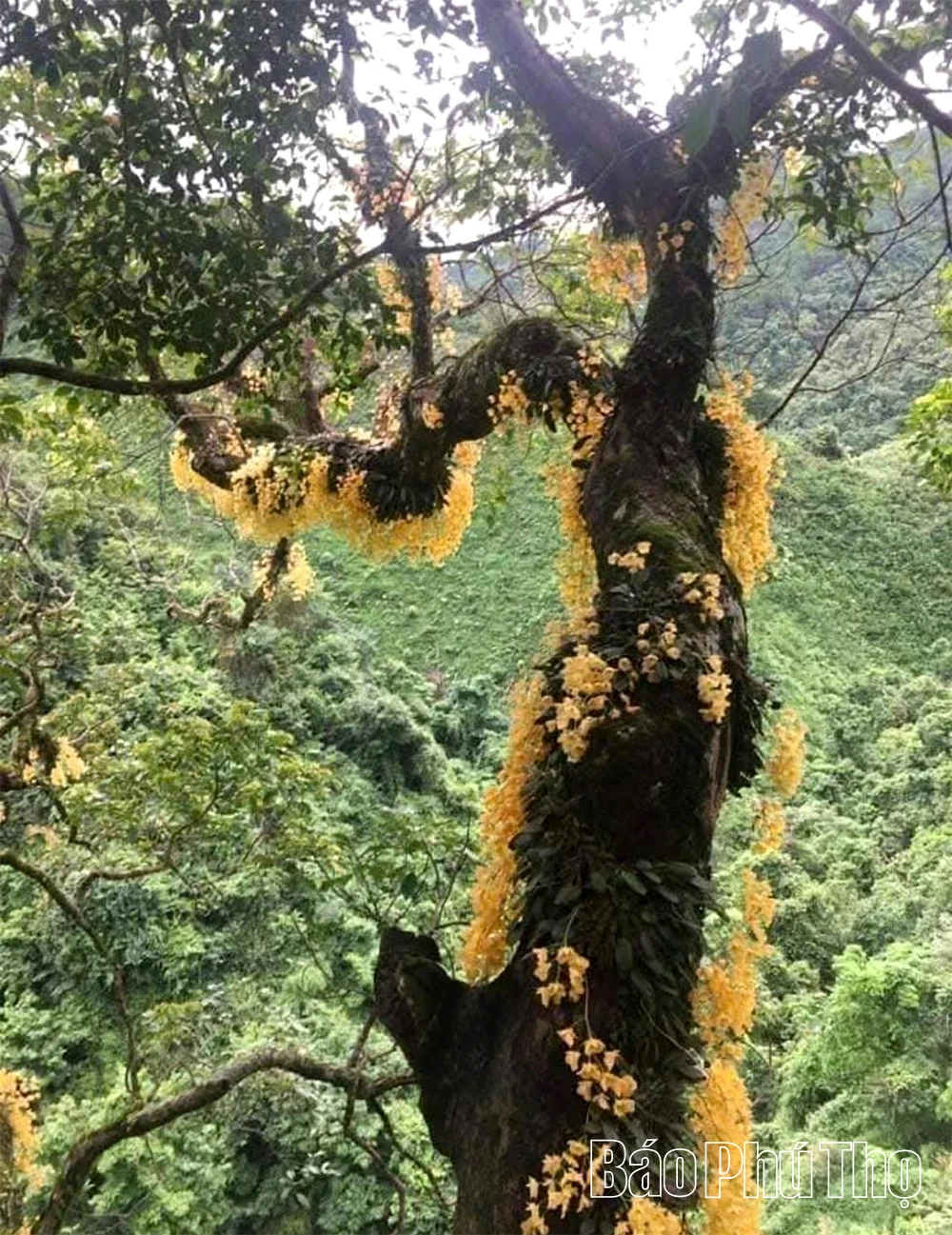 Giữ sắc lan rừng ở Khu bảo tồn thiên nhiên Ngọc Sơn - Ngổ Luông