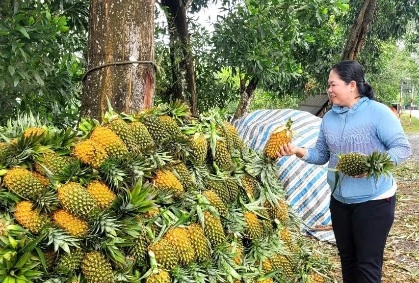 “Trái vàng” trên đất phèn Đồng Tháp Mười