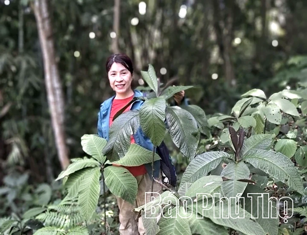 Đánh thức nguồn dược liệu quý