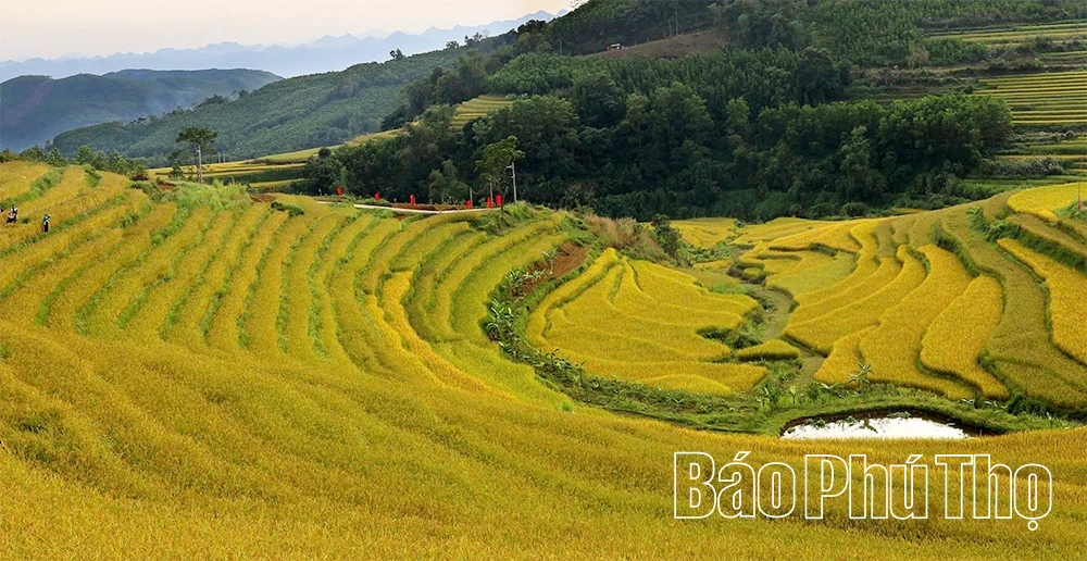 Mien Doi Terraced Fields Festival will take place on October 18–19, 2025
