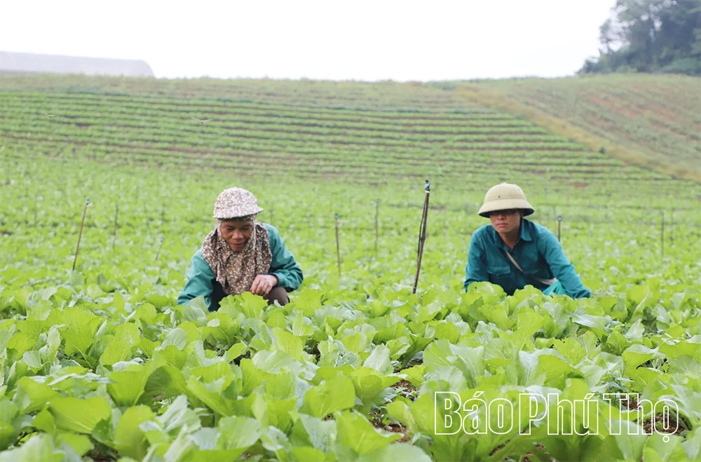 “Quyết sách” mở đường đưa Vân Sơn trở thành vùng sản xuất nông sản sạch
