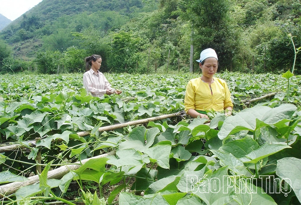 “Quyết sách” mở đường đưa Vân Sơn trở thành vùng sản xuất nông sản sạch