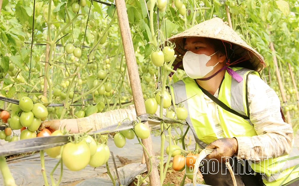 “Quyết sách” mở đường đưa Vân Sơn trở thành vùng sản xuất nông sản sạch