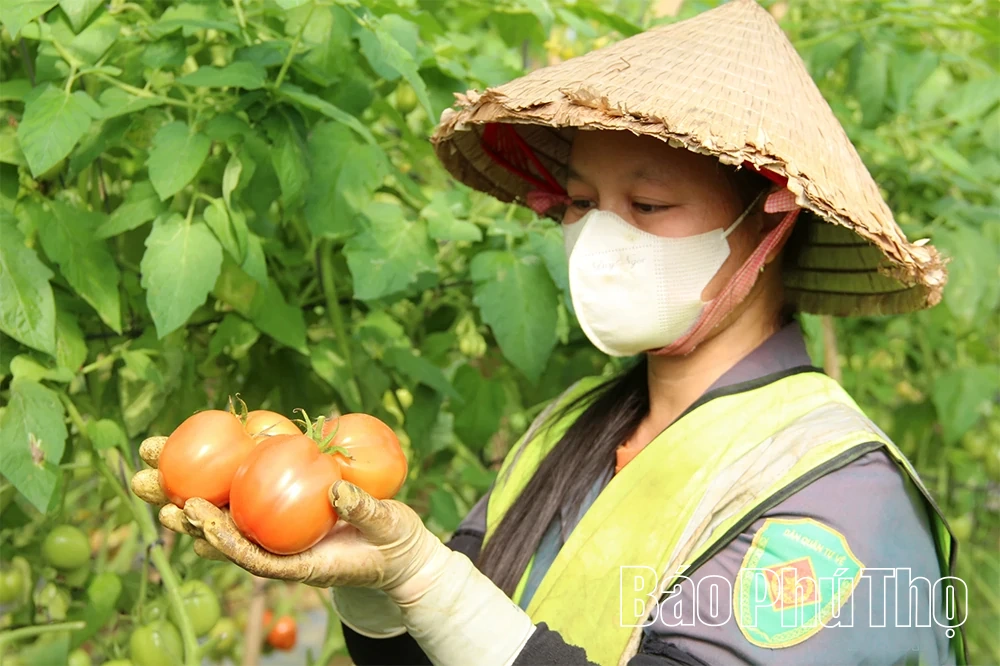 “Quyết sách” mở đường đưa Vân Sơn trở thành vùng sản xuất nông sản sạch