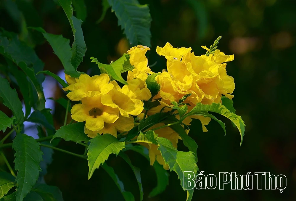 Nghe mùa thu kể chuyện