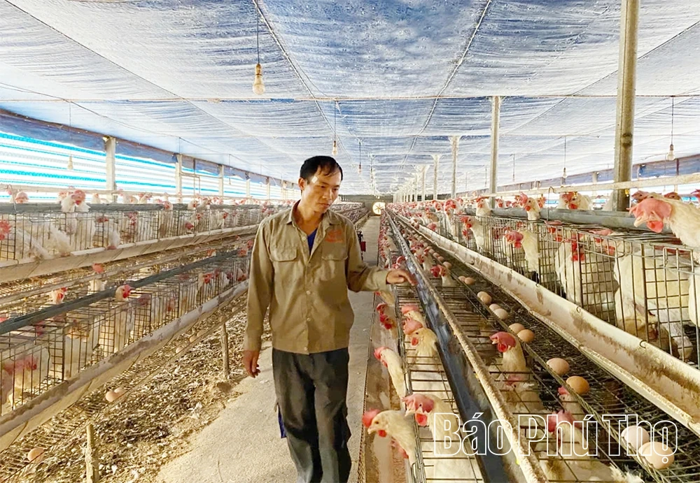 Agribank Tam Đảo - kênh dẫn vốn giúp nông dân miền núi hiệu quả