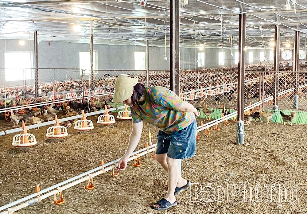 Agribank Tam Đảo - kênh dẫn vốn giúp nông dân miền núi hiệu quả