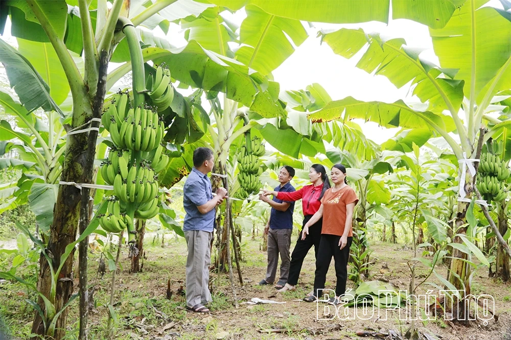 Đưa chuối lên đồi