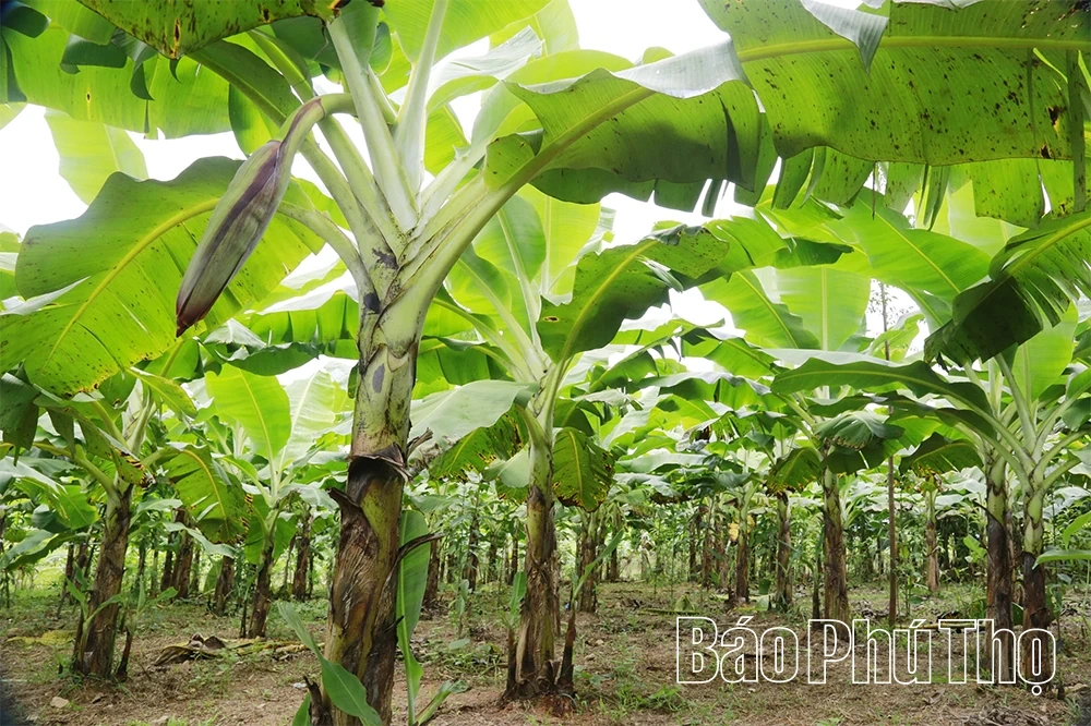 Đưa chuối lên đồi