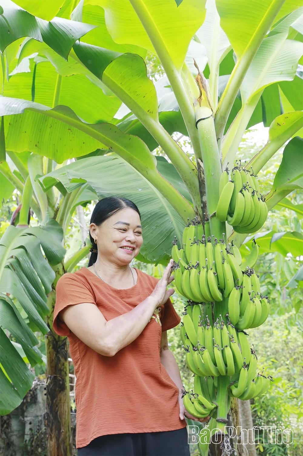 Đưa chuối lên đồi