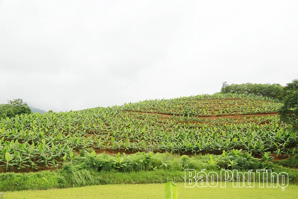 Đưa chuối lên đồi