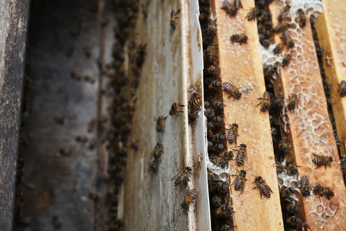 Độc đáo dự án Cây dừa cho bạn – Tấm lòng trao đi