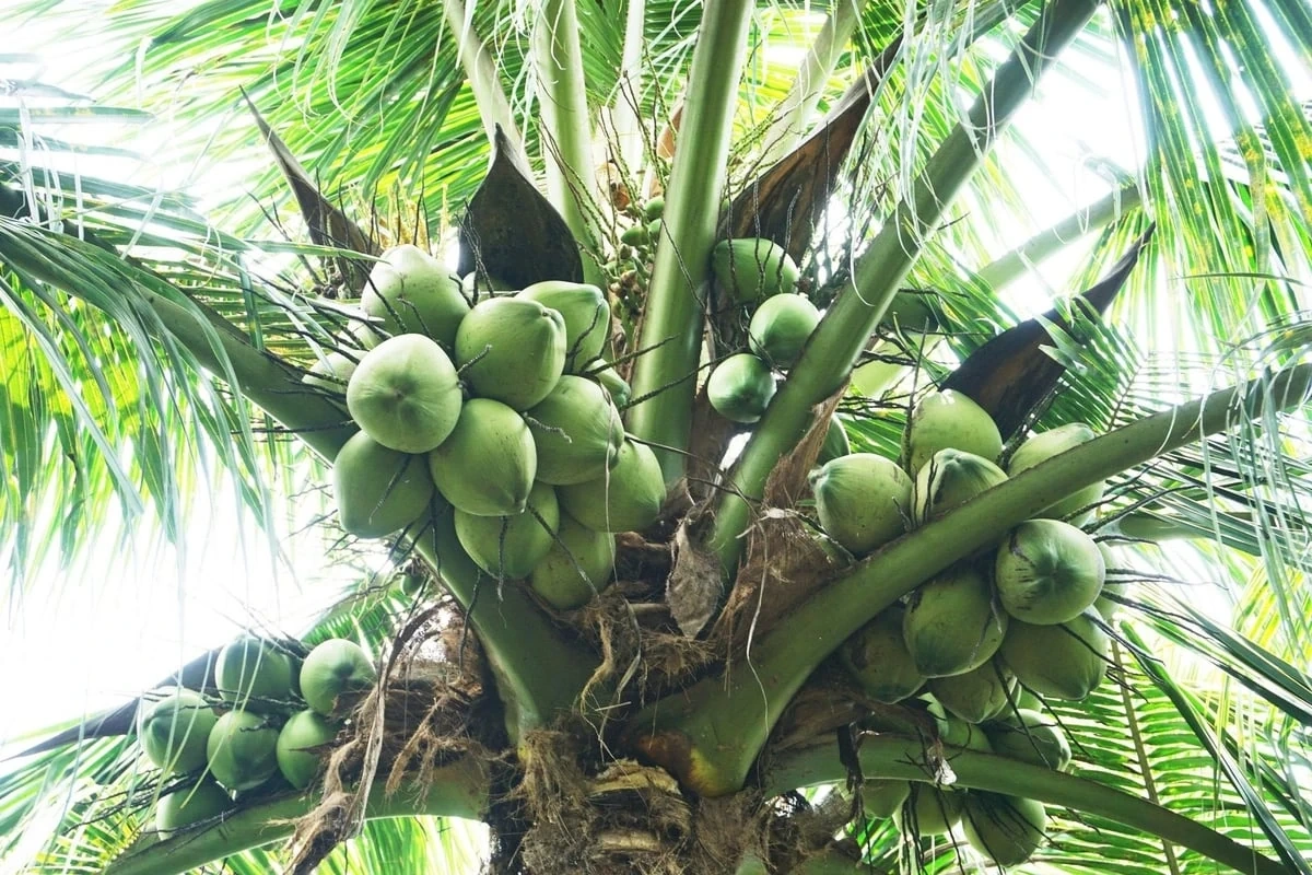 Độc đáo dự án Cây dừa cho bạn – Tấm lòng trao đi