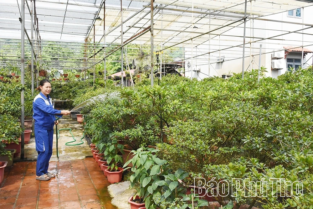 Làm giàu từ cây cảnh