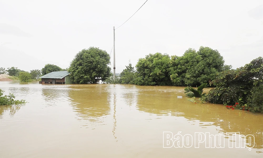 Nước sông Lô lên cao, nhiều tài sản của người dân và doanh nghiệp ngập sâu