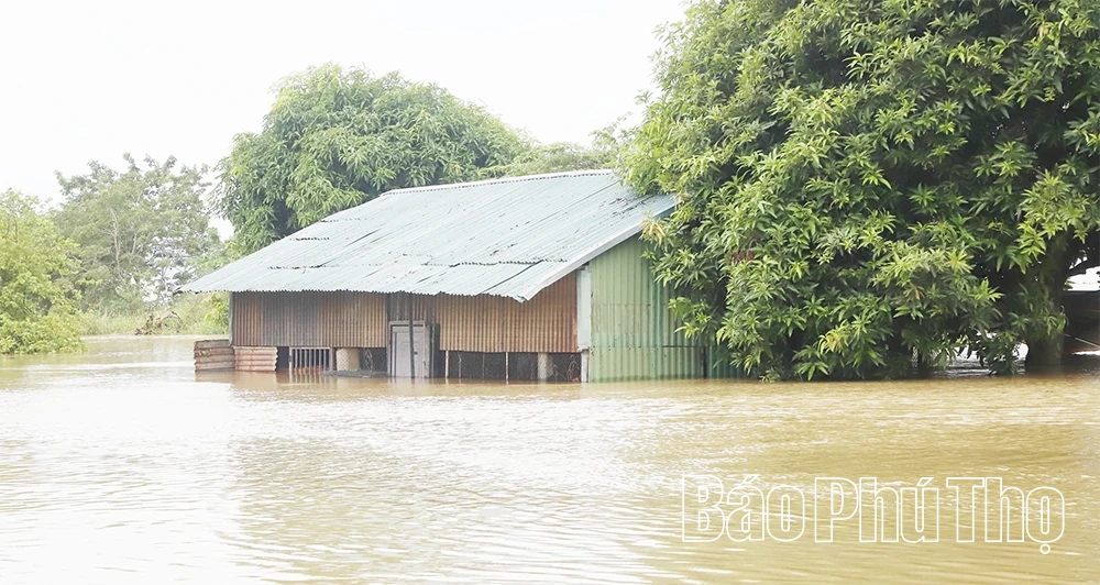 Nước sông Lô lên cao, nhiều tài sản của người dân và doanh nghiệp ngập sâu