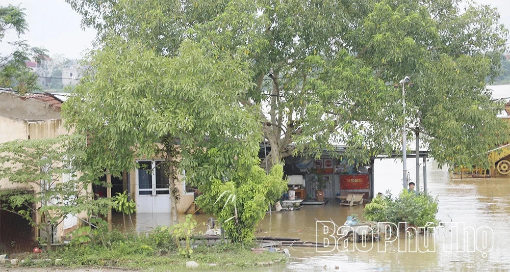 Nước sông Lô lên cao, nhiều tài sản của người dân và doanh nghiệp ngập sâu