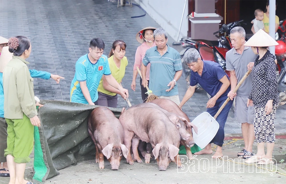 Nước sông Lô lên cao, nhiều tài sản của người dân và doanh nghiệp ngập sâu