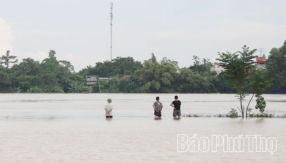 Nước sông Lô lên cao, nhiều tài sản của người dân và doanh nghiệp ngập sâu