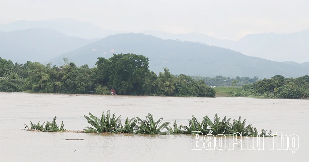 Nước sông Lô lên cao, nhiều tài sản của người dân và doanh nghiệp ngập sâu