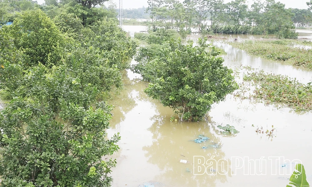 Nước sông Lô lên cao, nhiều tài sản của người dân và doanh nghiệp ngập sâu
