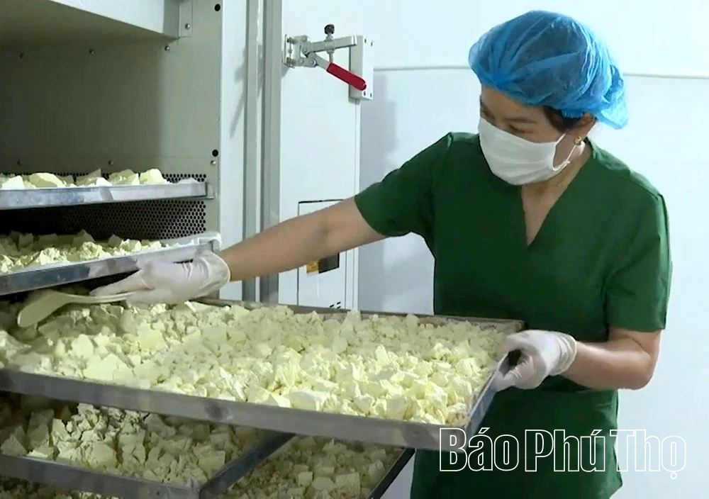 Tinh bột nghệ Nhưng Vần - Từ xứ Mường vươn ra thế giới