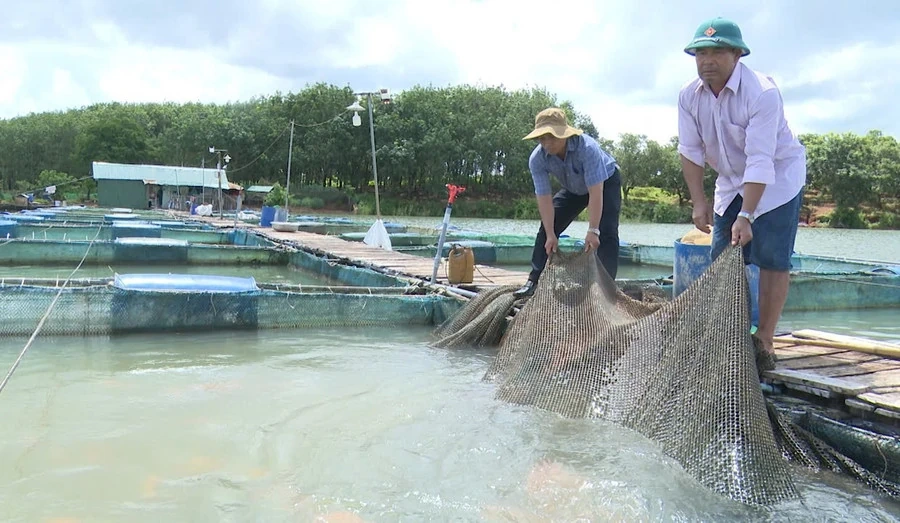 Xanh hóa sinh kế vùng sông nước