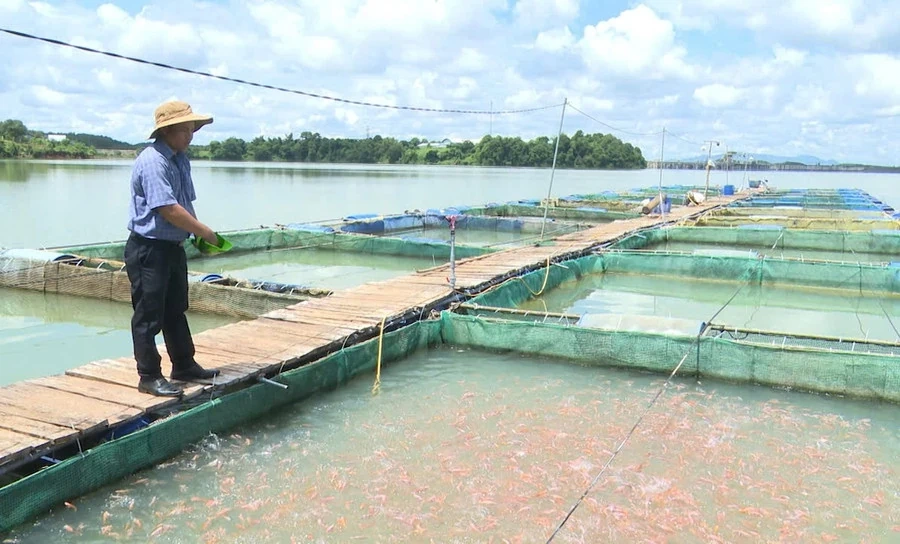 Xanh hóa sinh kế vùng sông nước