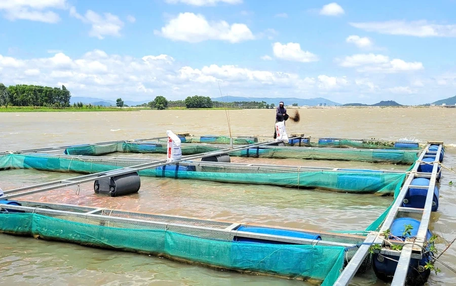 Xanh hóa sinh kế vùng sông nước