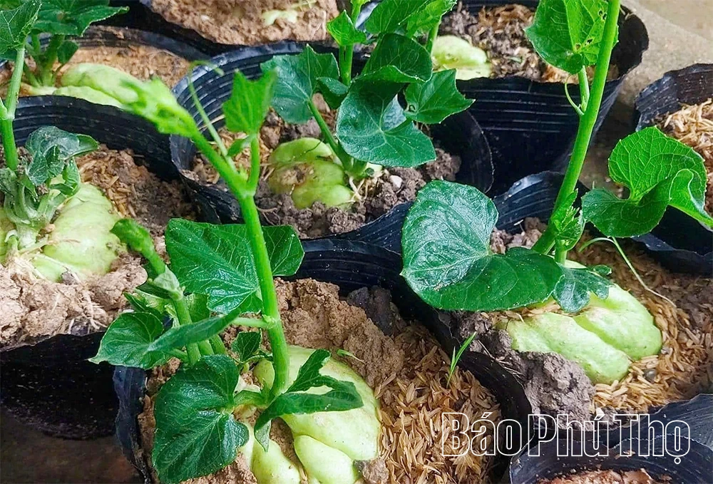 Giữ vững thương hiệu, nâng cao giá trị của rau Su su Tam Đảo