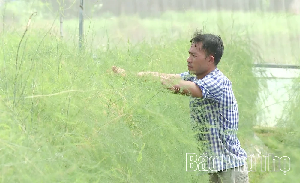 Phát triển nông nghiệp hữu cơ, tăng giá trị sản phẩm