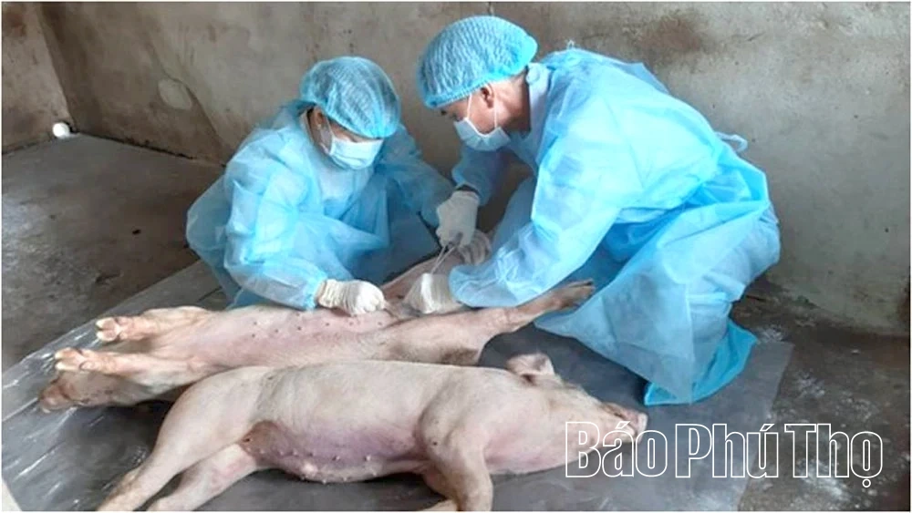 Kỳ II: Đi tìm giải pháp xây dựng cơ sở giết mổ tập trung