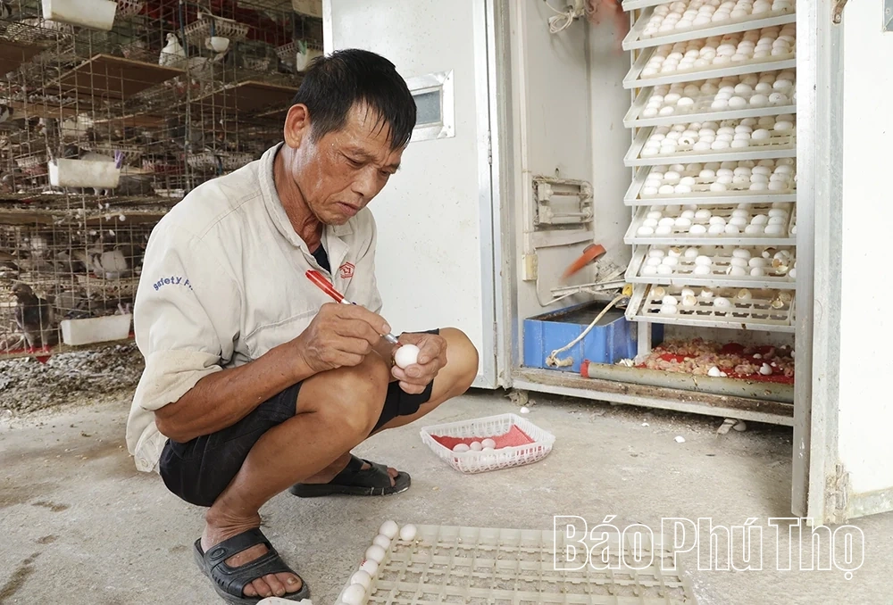 Nông dân xã Hội Thịnh thi đua sản xuất, phát triển kinh tế