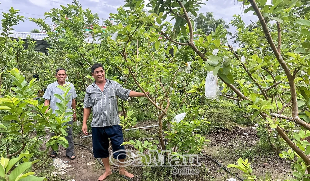 Làm giàu từ nông nghiệp hiện đại