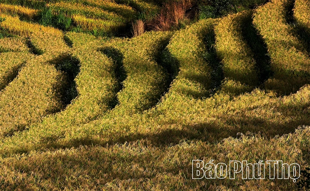 Miền Đồi thơ mộng