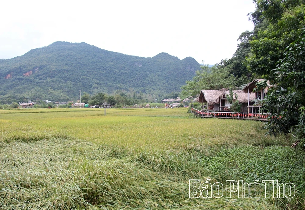 Người đưa hương sắc núi rừng lên bản đồ du lịch quốc tế