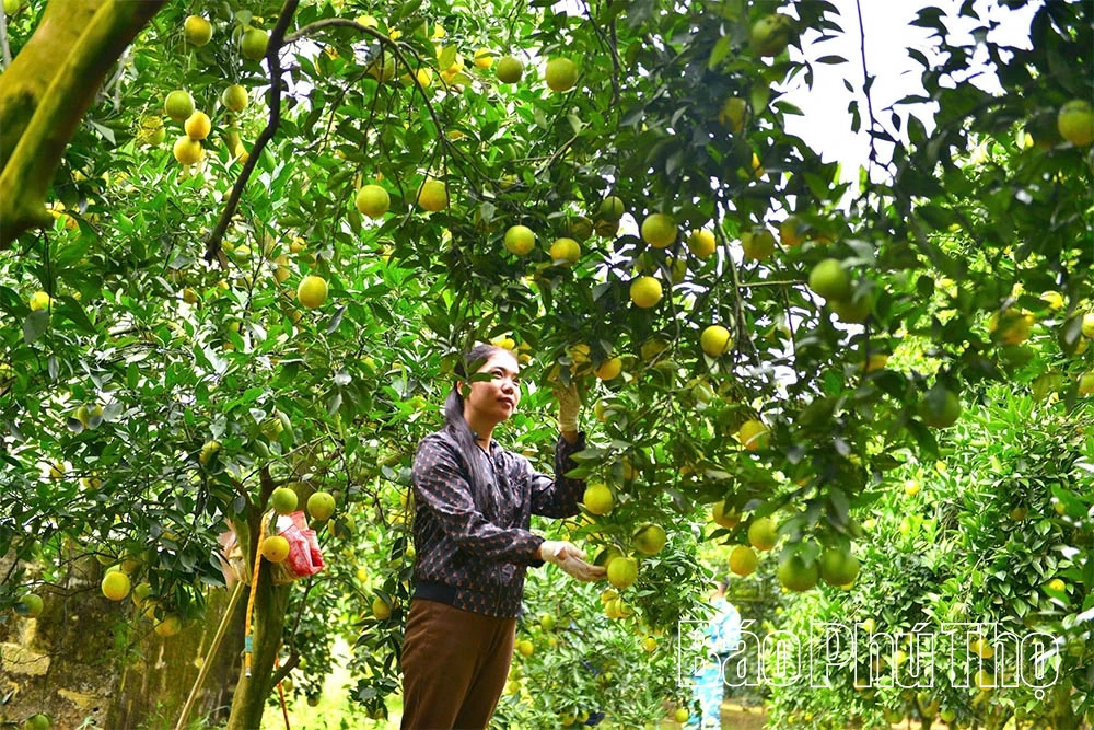 Cam Cao Phong vào vụ mới, hứa hẹn bội thu