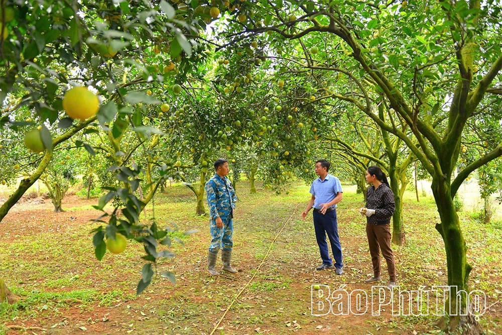 Cam Cao Phong vào vụ mới, hứa hẹn bội thu