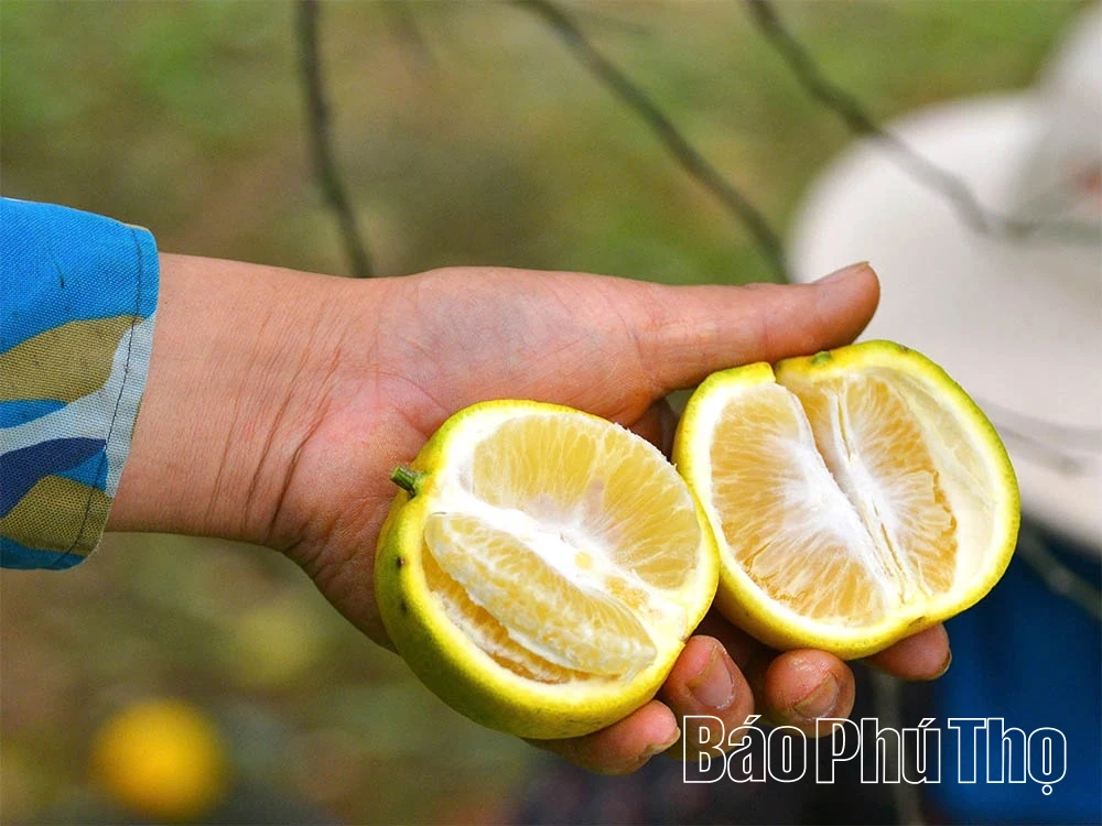 Cam Cao Phong vào vụ mới, hứa hẹn bội thu