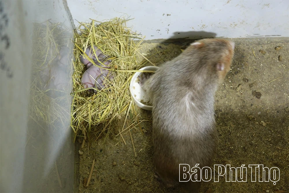 Chuột núi “hạ sơn”