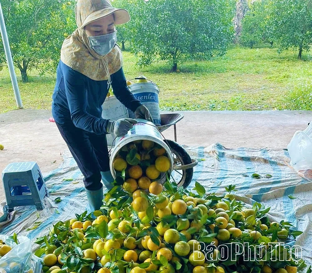 Khẳng định vai trò chủ lực trong đầu tư phát triển “tam nông”
