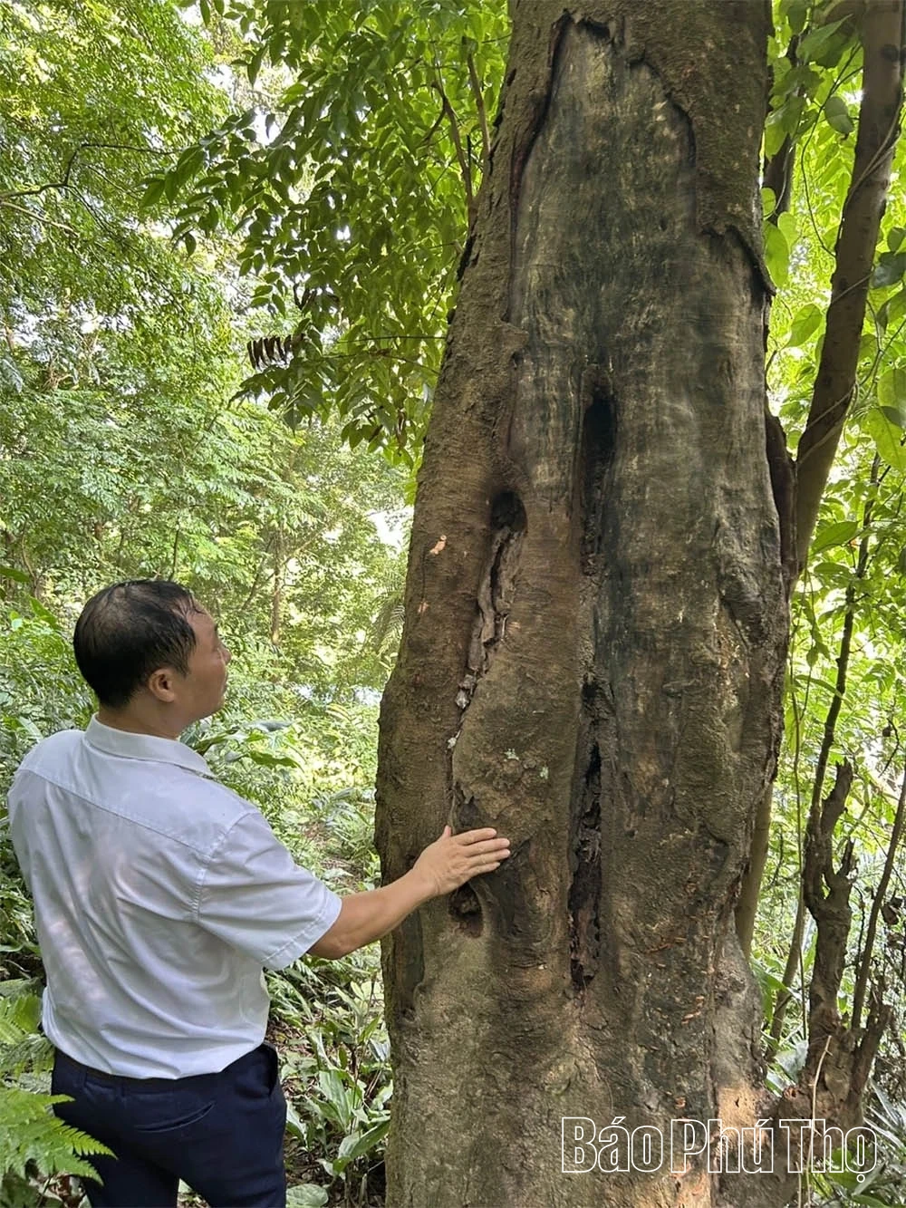 Phú Thọ tăng cường quản lý, bảo vệ rừng