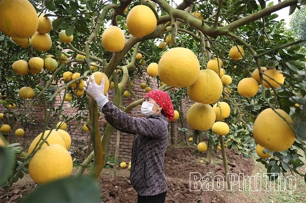 The Prosperous Countryside Along the Red River